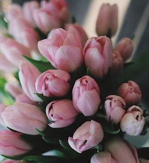 Pink Tulips