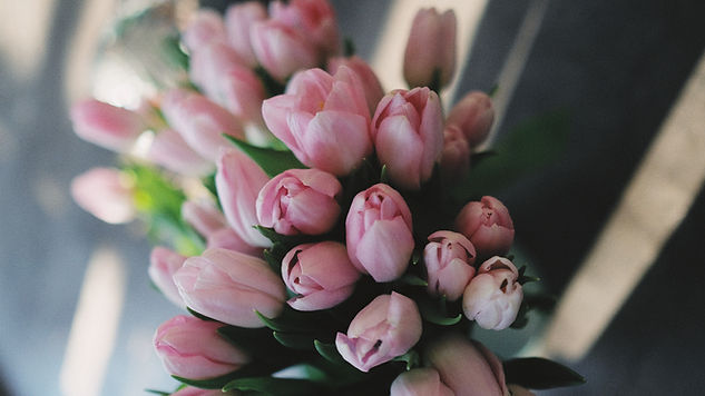 Pink Tulips
