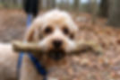 Portrait of a Cockapoo Dog holding a stick in her mouth. Outdoors. Adventure