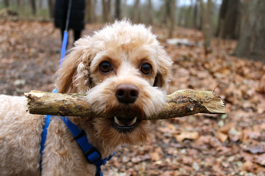 Portrait of a Cockapoo Dog holding a stick in her mouth. Outdoors. Adventure