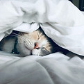 Schattige kat