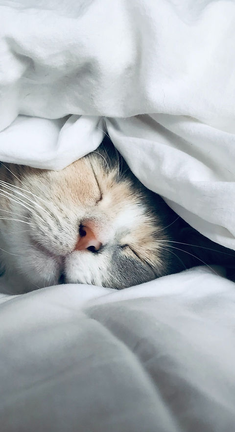 Cute Cat