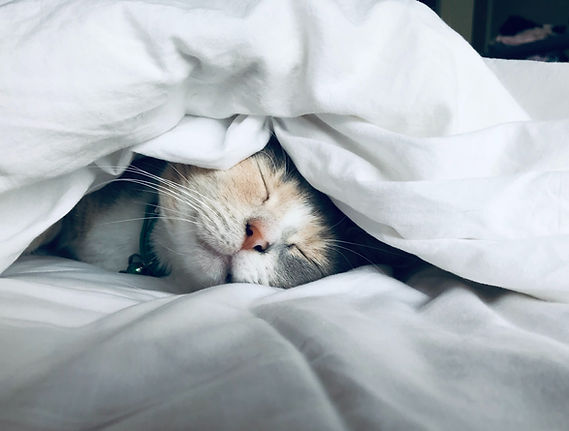 Cute Cat