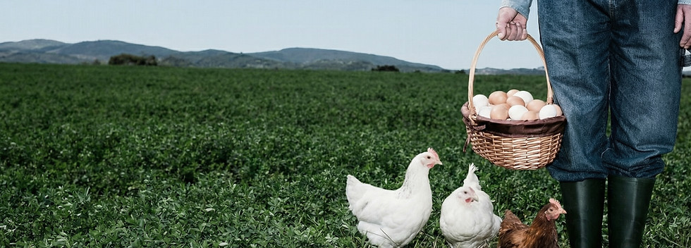 Farmer With Chickens