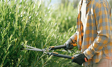 Man Trimming Bushes
