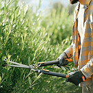 Shrub Trimming