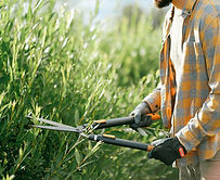 Shrub Trimming