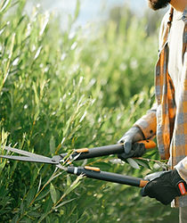 低木トリミング