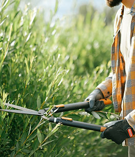 Shrub Trimming