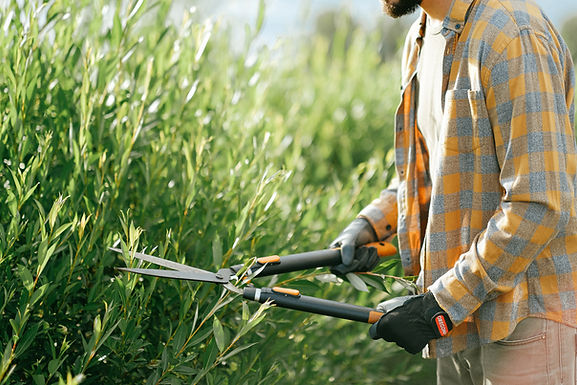 Shrub Trimming