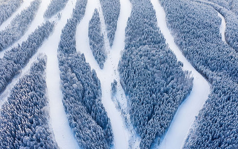 Snowy Forest