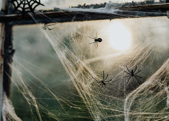 Spider Webs