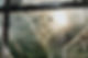 Spiders On Web