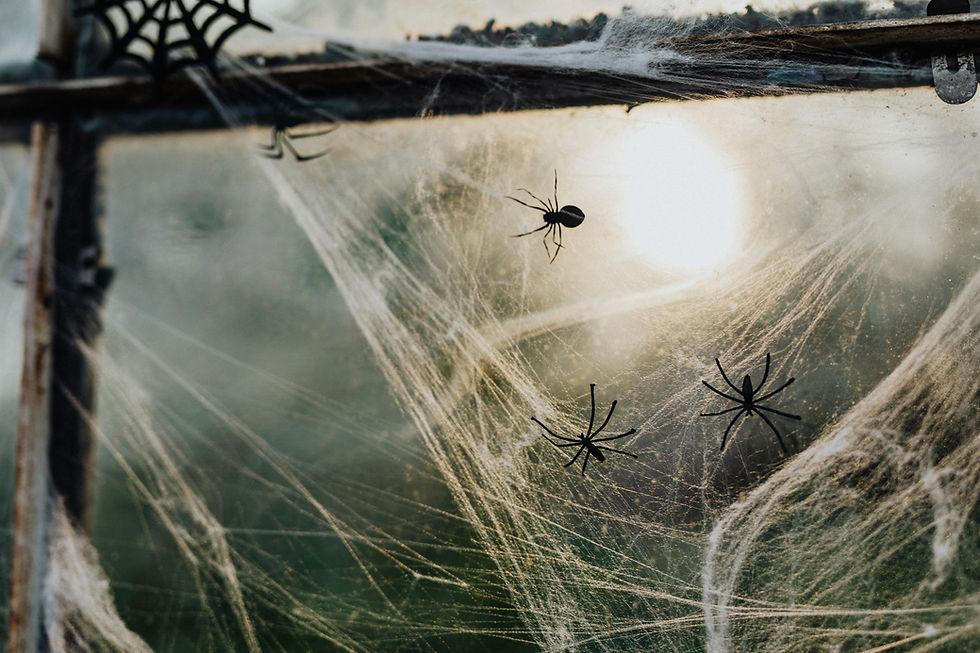 Spiders On Web