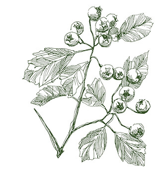 Branch