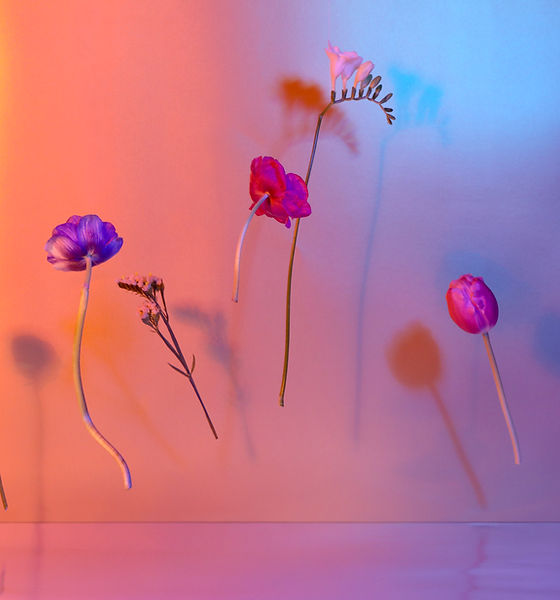Flowers midair