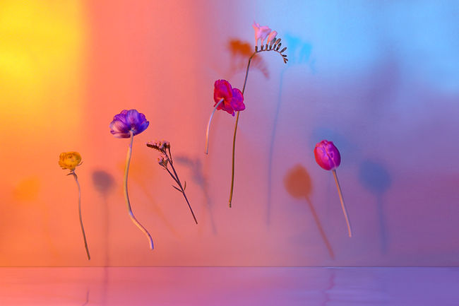 Abstract Floral Composition