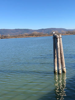 Mouette sur un poteau en bois