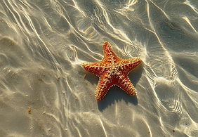 Starfish On Sand