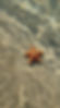 Starfish On Sand