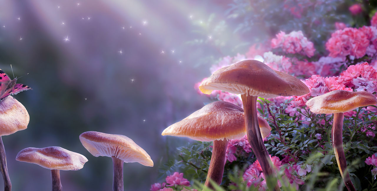 Mushrooms and Butterfly