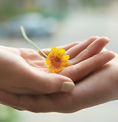 Yellow Flower