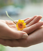 fiore giallo