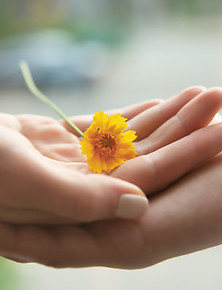 Yellow Flower