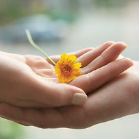 Hands Holding Flower