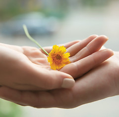 Mani che tengono un fiore