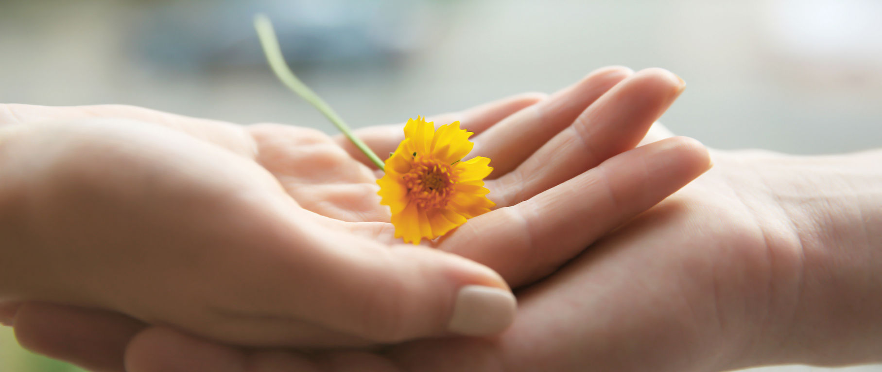 Yellow Flower