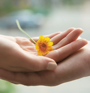 Yellow Flower