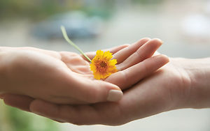 Hands Holding Flower
