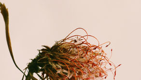 drying flower