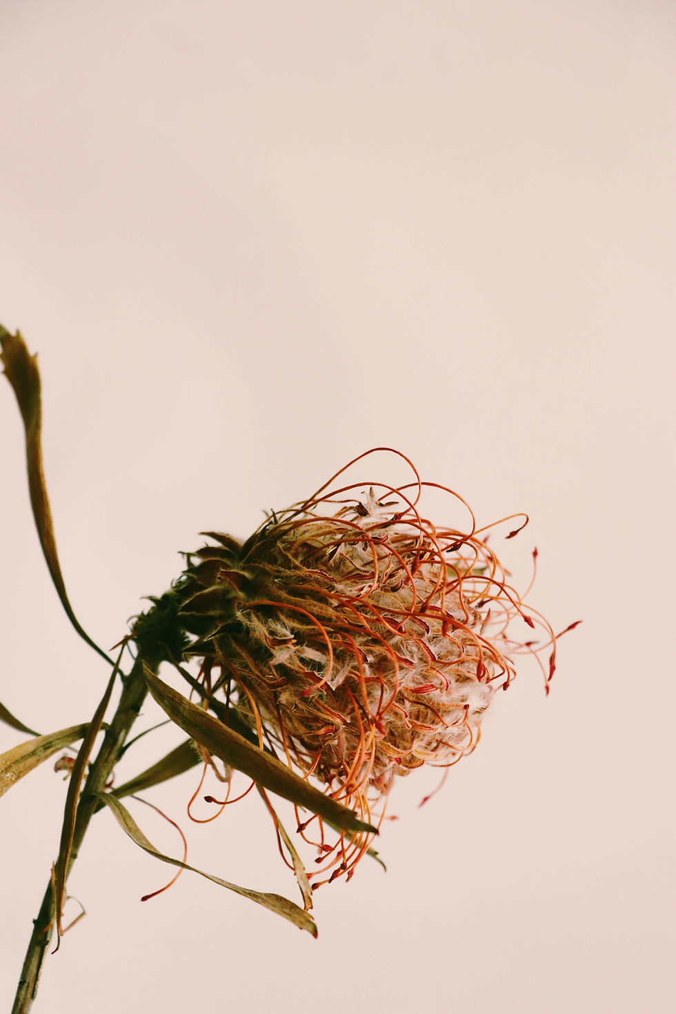 dried flower on a pink background