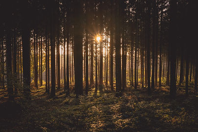 Sonnenuntergang im Wald