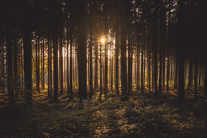 Sonnenuntergang im Wald