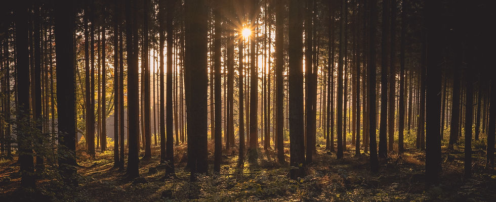 Wald mit Sonnenstrahlen