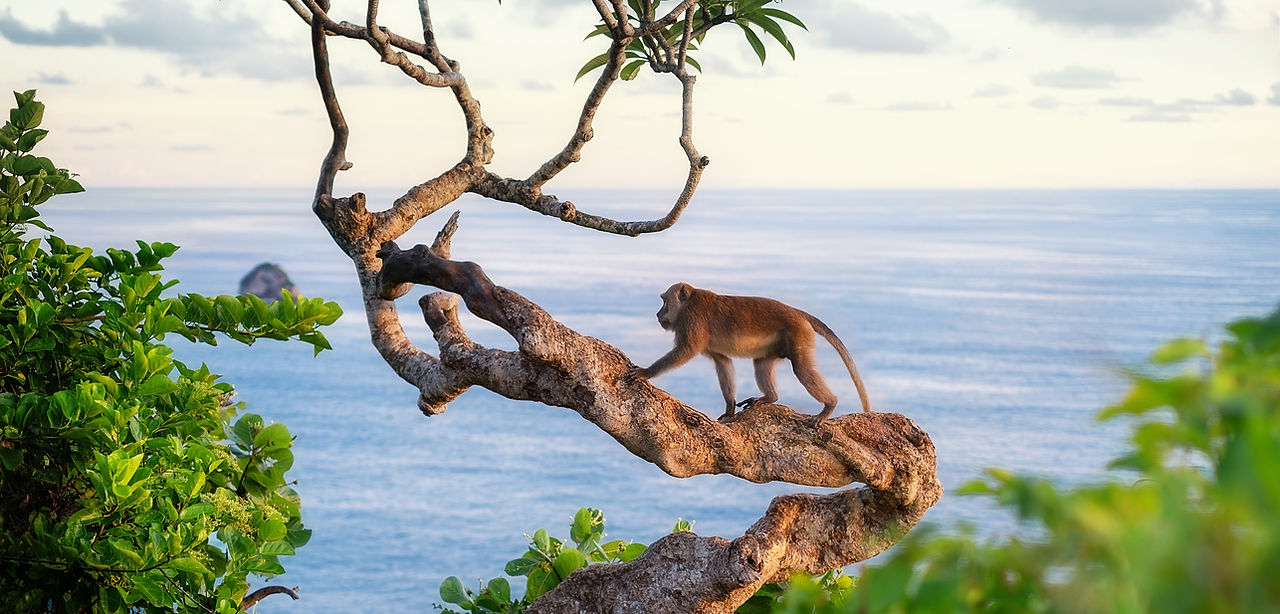 Monkey Climbing Tree