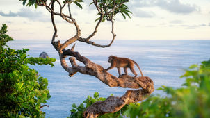 The Cellar Replay: A Monkey Wrench