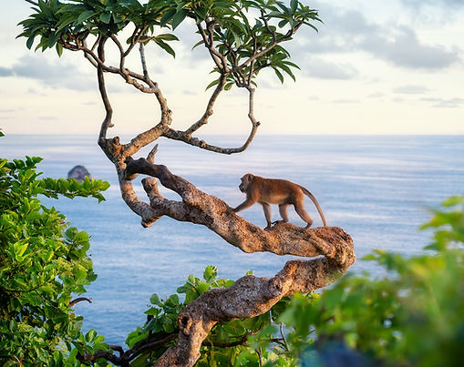 BALI