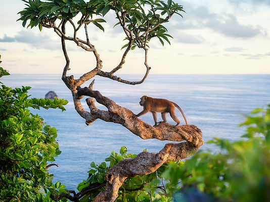 Monkey in Bali jungle