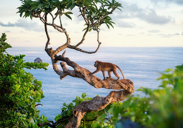 Monkey Climbing Tree