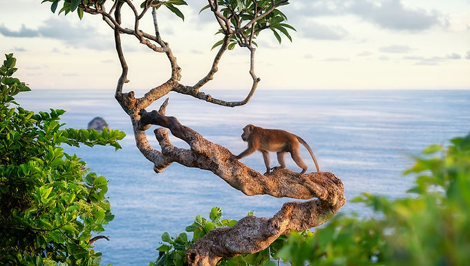 Bali