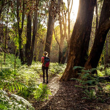 La randonnée en forêt favorise l 'équilibre global