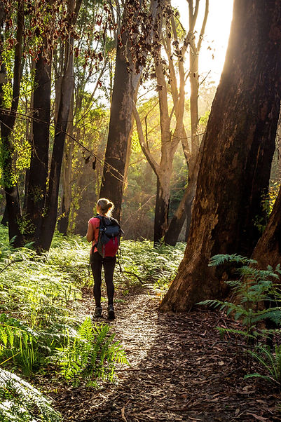 Hiking in Forest