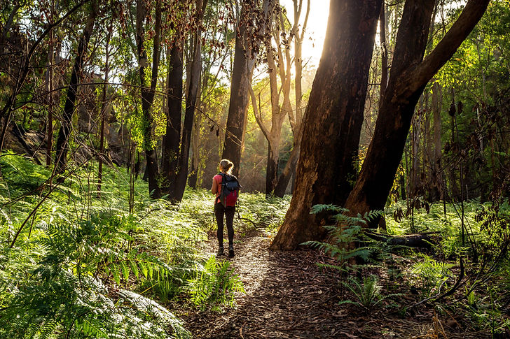 Hiking in Forest