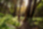 Hiking in Forest