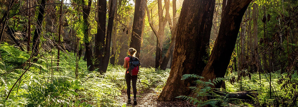 Senderismo en el bosque