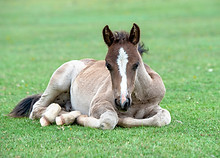 Pony in Field